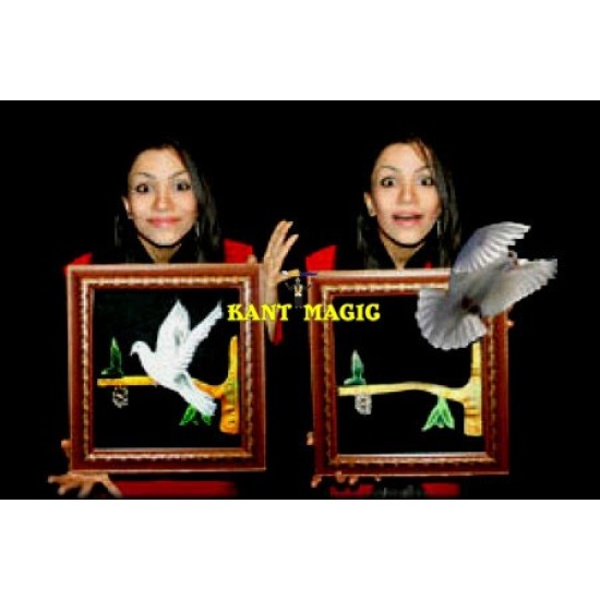 DOVE PICTURE TO REAL DOVE - IMP.